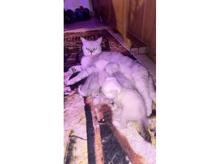 חתולים סקוטי בני חודש למכירה