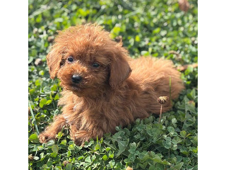 גורי פודל זכרים ונקבות חמודים