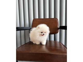 גורי פומרניאן מקסימים