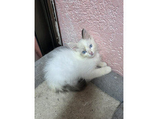 גורה רגדול אחרונה בת חודשיים