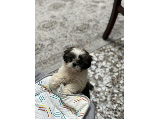 נקבת שיצו אחרי חיסון שני,