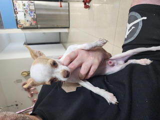 מיילו זכר בן 7 חודשים