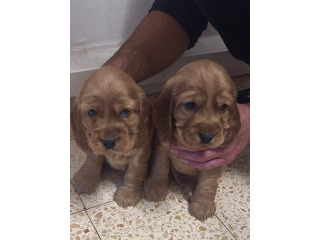 גורי קוקר ספניאל מהממים