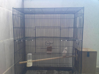 זוג קוקטיילים לבנים יפים ברבייה