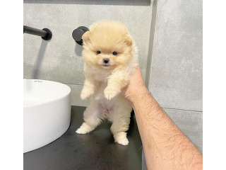 גורי פומרניין מהממים בצבע לבן