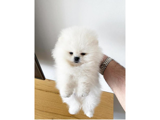 גורי פומרניין מהממים בצבע לבן