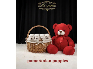 למכירה 5 גורים של פומרניין