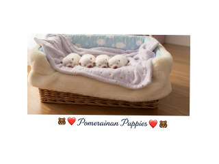 המלטה של גורים פומרניין גזעים