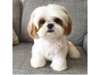 גורי שיצו רוסי מהממים ????
חיסון