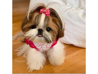 גורי שיצו רוסי מהממים ????
חיסון