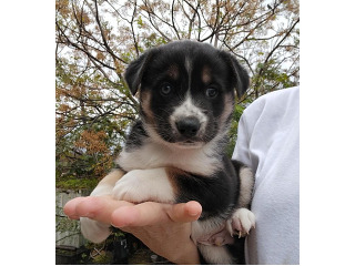 גור האסקי סיבירי, בן חודשיים,