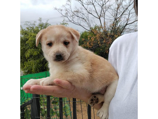 גורת האסקי סיבירי, בת חודשיים,