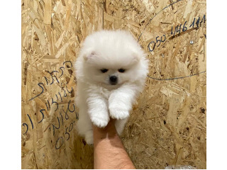 גורי פומרניין מהממים בצבע לבן