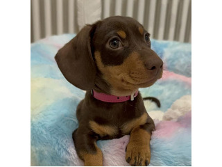 גורת דקסהונד מקסימה מוכנה לאימוץ!