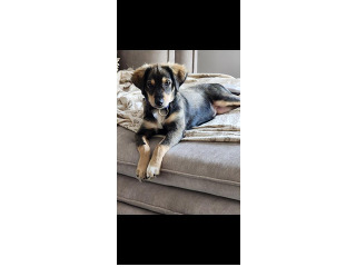 כלבה לא מעוררת ובלי שבב