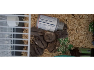 אוגרים סיבירם מתוקים מאדד