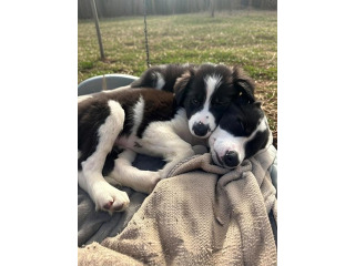 ‏‪3 גורי בורדר קולי (זכרים)