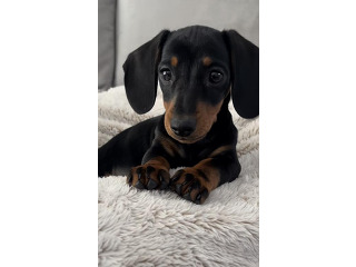 גור תחש בן חודשיים מחוסן