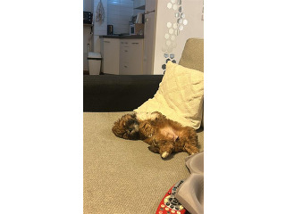 המלטה ביתית של גורי שיפו