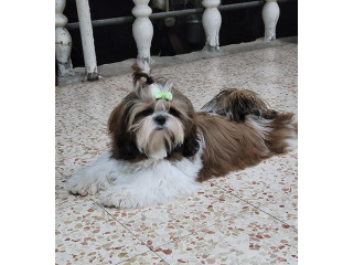 זכר שיצו עם נקבה