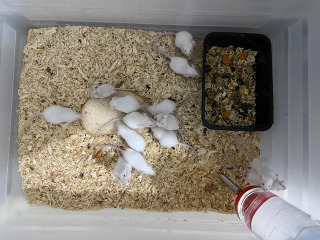 עכברי מעבדה בריאים ויפים למכירה