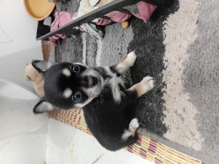 גורה יפיפייה, גזעית הורים במקום