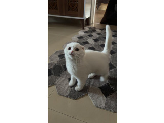 חתול מתוק בן שלוש חודשים