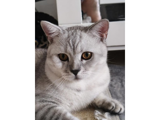 חתולים בריטיים מזמינים לזיווג,אזור מרכז