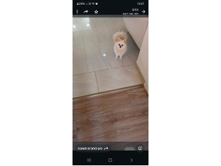 טייני בן שנה מחוסן עם