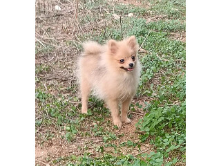 גורה פומרניין בת 5 חודשים