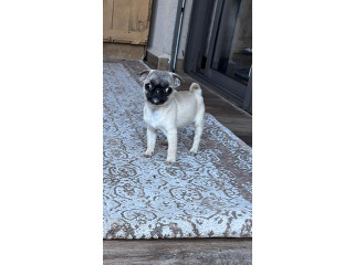 פאג סיני מושלמים ???? אחרי