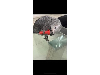 ‏ז׳אקו בן 4 חודשים האכלת יד