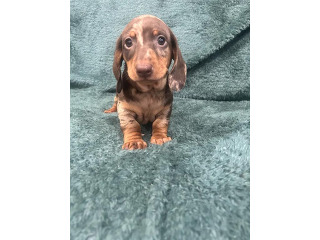 גור תחש יפיוף מחפש