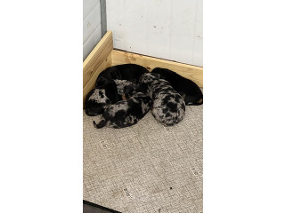 גורי תחש נדירים תריקולור ????