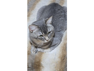 למסירה זכר בריטי צבע אפור