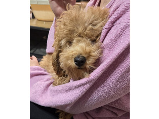 פודל טוי, בן 4 חודשים