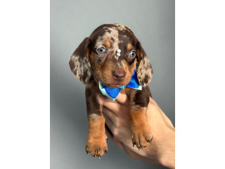 גורי תחש נדירים יש מבחר של כל הצבעים