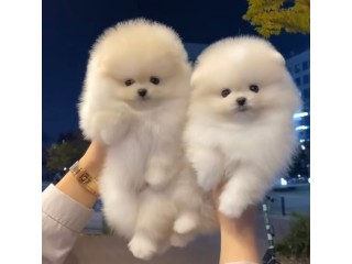 גורי פומרניאן מקסימים לאימוץ