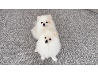 גור פומרניאן נקבה 3 חודשים