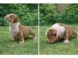 גורי אמריקן בולי גזעיים עם