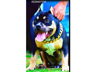 אמריקן בולי פוקט רמה גבוהה