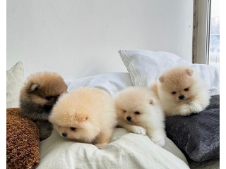 גורים של פומרניין דובי מיוחדים