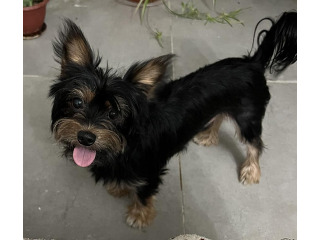 יורקשייר מעורב, יפיוף
שוקל ~4 קילו