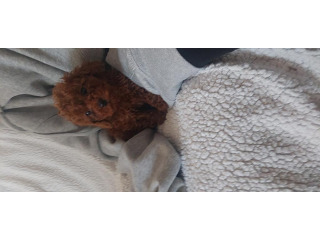 גורי פודל בני חודשיים