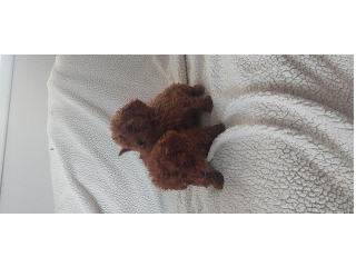 גורי פודל בני חודשיים