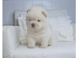 דובוני צאו מהסוג הננסי