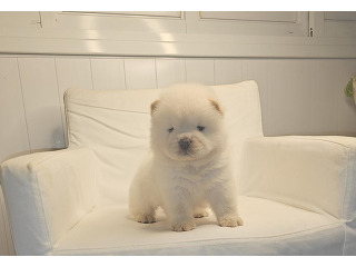 דובוני צאו בצבע שמנת