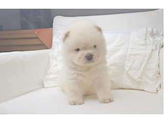 גורי צאו ננסי בצבע