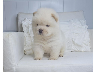 דובוני צאו מושלמים הכי