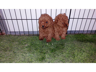 טויי נקבה בת חודשים יפייפיה